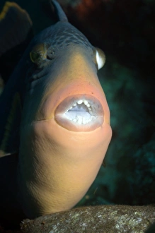 Tropical Sea Creatures Imprime: Titan triggerfish