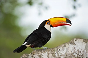 Toco Toucan Imprime: Toco toucan in a tree