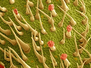 Photosynthesis Process Imprime: Tomato leaf surface, SEM