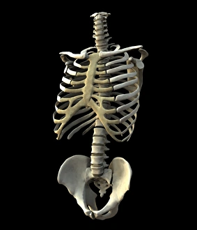 Anatomy Illustration Imprime: Torso bones