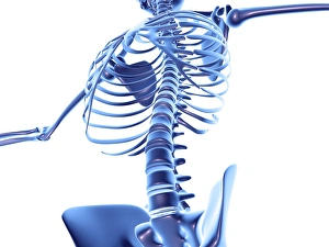 Human Skeleton Imprime: Torso bones, computer artwork