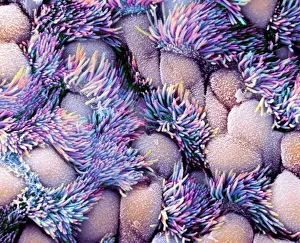 Trachea Lining SEM Imprime: Trachea lining, SEM
