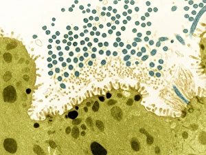 Coloured Transmission Electron Micrograph Imprime: Trachea lining, TEM