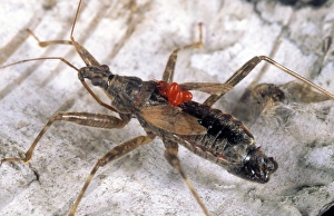 European Insects Imprime: Tree damsel bug