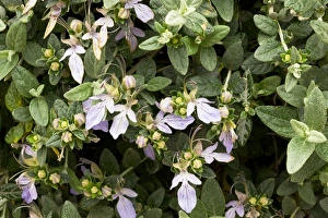 Spanish Wildflowers Imprime: Tree germander (Teucrium fruticans)