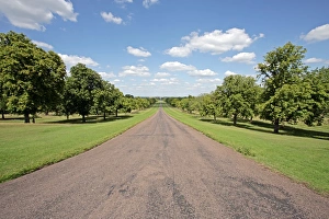 Oak Tree Images Imprime: Tree lined road