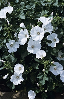 Purple Flowering Plants Outdoors Imprime: Tree mallow flowers
