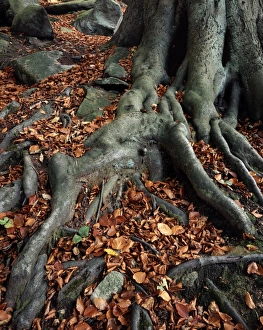 Beech Tree Roots Imprime: Tree roots of a beech tree