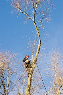 Green Space Management Imprime: Tree surgery