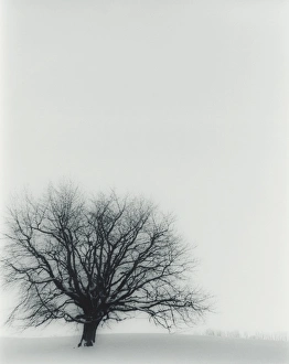 Winter Tree Landscape Imprime: Tree in winter