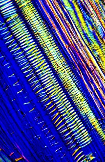 Polarised Light Microscopy Imprime: Tree xylem vessels, light micrograph
