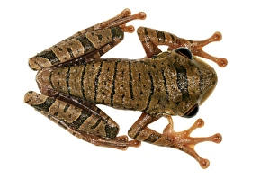 Rainforest Animal Photography Imprime: Treefrog