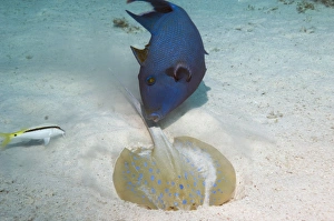 Bluespotted Ribbontail Ray Imprime: Triggerfish and ray
