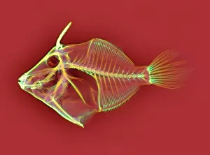 Impresiones de El esqueleto del pez espada. Radiografía coloreada de un pez espada (familia Balistidae) Imágenes fechadas en 2004: Esqueleto de pez espada, rayos x