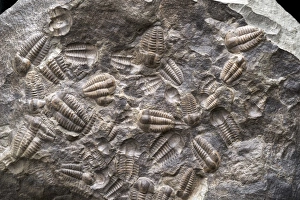 Impresiones de Cristalización con concentración de Ellipsocephalus hoffi (Schlotheim 1823), Paleocambriano Medio , Formación de Jince , Zona Hydrocephalus lyelli , Cerro Konicek, Jince, República Checa Imágenes fechadas en febrero de 2013: Asamblea de Trilóbitos