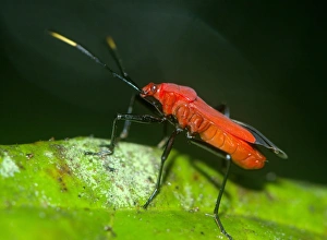 True Bug Imprime: True bug C016 / 4530