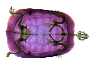 Rayos X Imprime: Turtle
