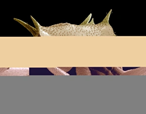 Scanning Electron Micrograph SEM Imprime: Turtle ants head, SEM