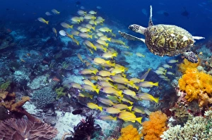 Tropical Marine Animals Imprime: Turtle and fish on a reef