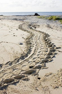 Sabah Wildlife Photography Imprime: Turtle tracks