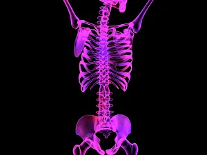 Imágenes fechadas en 2005: Esqueleto del cuerpo superior, arte de computadora