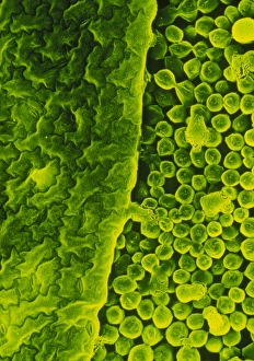 Photosynthesis Process Imprime: Upper surface of a pea leaf