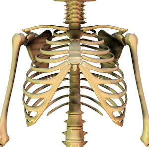 Impresiones de Los huesos del tronco superior incluyen los huesos del brazo superior (uno de hombro en cada lado), las vértebras que forman el esqueleto central y la columna vertebral Imágenes fechadas el 10 de diciembre de 2008: Huesos de la parte superior del tronco, arte