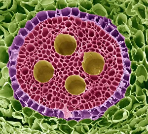 Bundel vascular, SEM