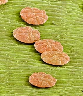 Imágenes de agosto de 2003: Gordas digestivas del Venus y trampa voladora en el SEM (estereoscopia electrónica de microscopio)