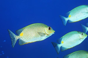 Impresiones de El pez espinal de espinas (Siganus vermiculatus). Este pescado también conocido como conejo del laberinto o tiburón con espinas venenosas se fotografió en el mar de las Andamán Imágenes fechadas en septiembre de 2004: Pez de cola con espinilla vermiculada