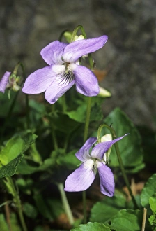 Purple Wildflowers Imprime: Viola suavis
