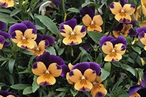 Imágenes fechadas en diciembre de 2004: Violets