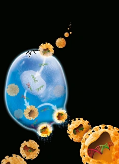Impresiones de El ciclo de replicación del virus, arte. El ciclo comienza en el centro superior, donde las partículas virales (naranja) entran a una célula (azul) Imágenes de junio de 2008: Ciclo de replicación del virus, arte