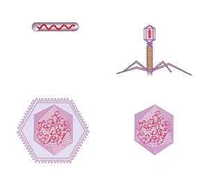 Enveloped Viruses Imprime: Virus structures, artwork