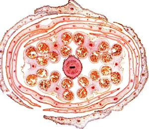Light Microscopy Images Imprime: Wallflower bud, light micrograph