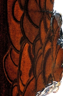 Walnut Tree Bark Imprime: Walnut bark