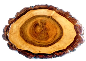 Impresiones de La rama de la nogal (Juglans regia), sección transversal de la rama del árbol de nogal mostrando sus diferentes anillos Imágenes de agosto de 2007: Tronco de árbol de nuez