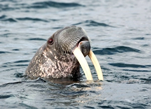 Arctic Marine Mammals Imprime: Walrus