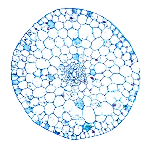 Aquatic Plant Structure Imprime: Waterweed stem, light micrograph