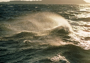 Blue Ocean Imprime: Waves