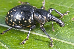 Insect Photography Poland Imprime: Weevil on a leaf