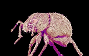 Scanning Electron Micrograph Insects Imprime: Weevil, SEM