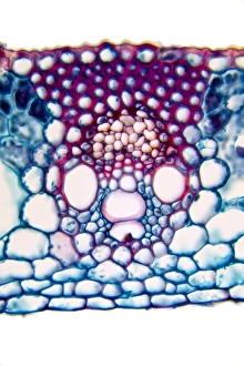 Impresiones de Hoja de trigo. Micrografía con luz para una sección a través de un tallo del trigo común (Triticum aestivum) Imágenes fechadas el 21 de diciembre de 2011: Hoja de trigo, micrografía a luz fina