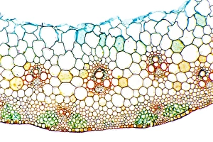 Plant Vascular System Imprime: Wheat stem, light micrograph