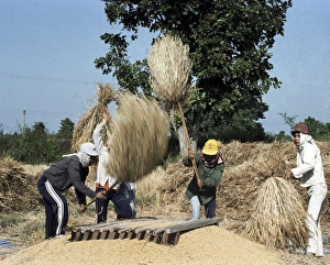 Cereal Crops Imprime: Wheat threshing