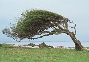 Impresiones de Árbol arrastrado por el viento. Este árbol desconocido ha tenido su crecimiento moldeado por la fuerte y prevalente corriente costera del viento Imágenes fechadas en 2001: Árbol empujado por el viento