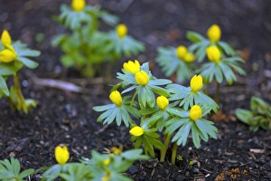 Winter Flowering Plants Imprime: Winter aconite