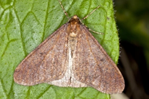 European Moths Imprime: Winter moth