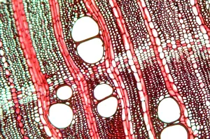 Tree Growth Patterns Imprime: Wood, light micrograph