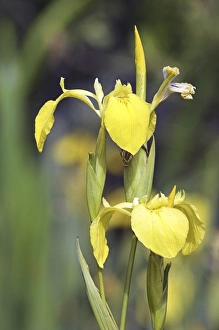 Iris Pseudacorus Imprime: Yellow iris (Iris pseudacorus)